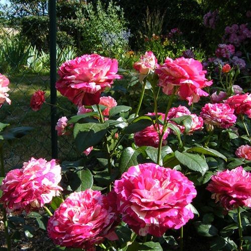 Rojo - blanco - Árbol de Rosas Floribunda - rosal de pie alto- forma de corona de tallo recto